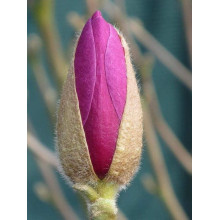 Магнолія Суланжа Галаксі | Magnolia Soulangeana Galaxy | Магнолия Суланжа Галакси