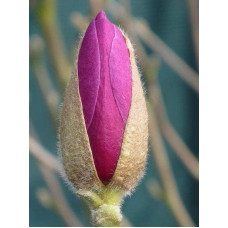 Магнолія Суланжа Галаксі | Magnolia Soulangeana Galaxy | Магнолия Суланжа Галакси