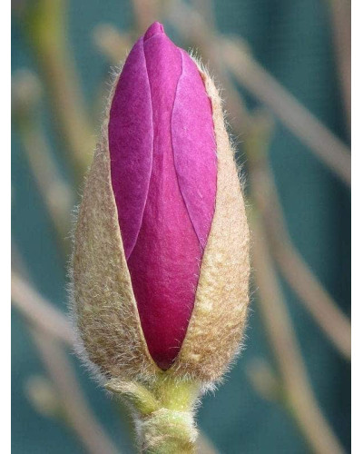 Магнолія Суланжа Галаксі | Magnolia Soulangeana Galaxy | Магнолия Суланжа Галакси