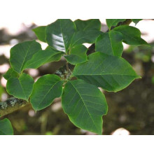 Магнолія Суланжа Галаксі | Magnolia Soulangeana Galaxy | Магнолия Суланжа Галакси