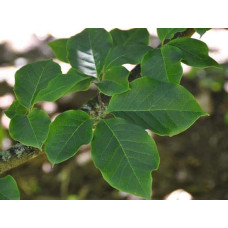 Магнолія Суланжа Галаксі | Magnolia Soulangeana Galaxy | Магнолия Суланжа Галакси