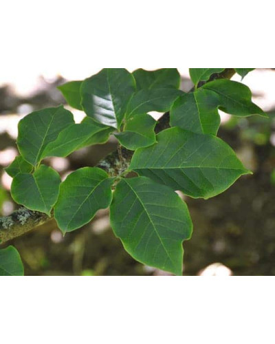 Магнолія Суланжа Галаксі | Magnolia Soulangeana Galaxy | Магнолия Суланжа Галакси