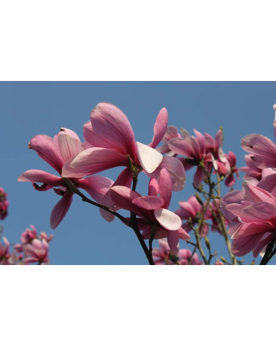 Магнолія Суланжа Галаксі | Magnolia Soulangeana Galaxy | Магнолия Суланжа Галакси