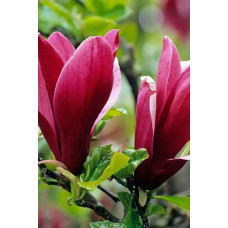 Магнолія лілієцвіта Нігра | Магнолия лилиецветная Нигра | Magnolia liliiflora Nigra