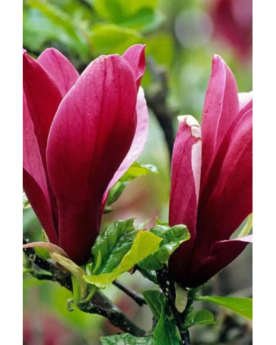 Магнолія лілієцвіта Нігра | Магнолия лилиецветная Нигра | Magnolia liliiflora Nigra