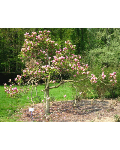 Магнолія лілієцвіта Нігра | Магнолия лилиецветная Нигра | Magnolia liliiflora Nigra