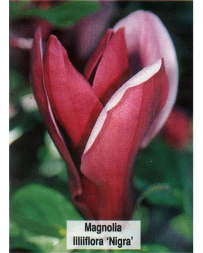 Магнолія лілієцвіта Нігра | Магнолия лилиецветная Нигра | Magnolia liliiflora Nigra