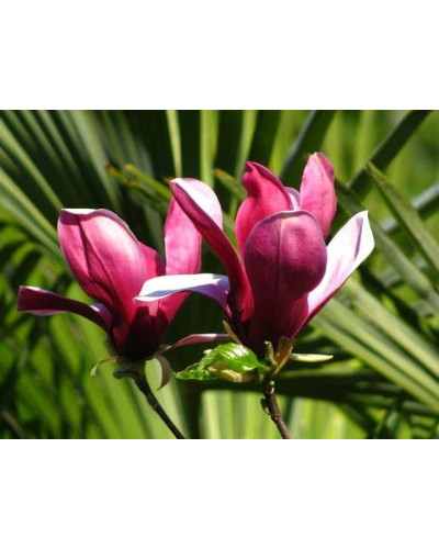 Магнолія лілієцвіта Нігра | Магнолия лилиецветная Нигра | Magnolia liliiflora Nigra