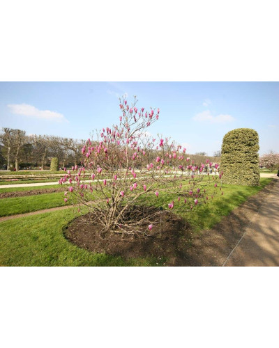 Магнолія лілієцвіта Нігра | Магнолия лилиецветная Нигра | Magnolia liliiflora Nigra
