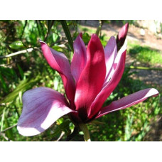 Магнолія лілієцвіта Нігра | Магнолия лилиецветная Нигра | Magnolia liliiflora Nigra