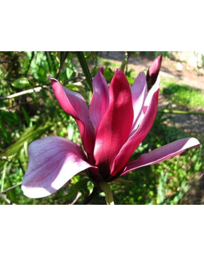 Магнолія лілієцвіта Нігра | Магнолия лилиецветная Нигра | Magnolia liliiflora Nigra