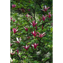 Магнолія лілієцвіта Нігра | Магнолия лилиецветная Нигра | Magnolia liliiflora Nigra
