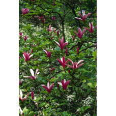 Магнолія лілієцвіта Нігра | Магнолия лилиецветная Нигра | Magnolia liliiflora Nigra