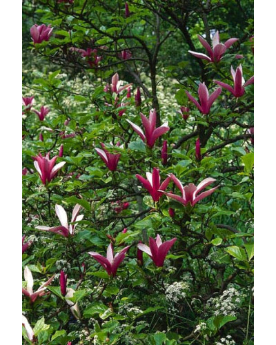 Магнолія лілієцвіта Нігра | Магнолия лилиецветная Нигра | Magnolia liliiflora Nigra