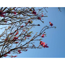 Магнолія лілієцвіта Нігра | Магнолия лилиецветная Нигра | Magnolia liliiflora Nigra