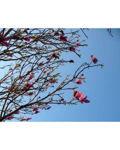 Магнолія лілієцвіта Нігра | Магнолия лилиецветная Нигра | Magnolia liliiflora Nigra