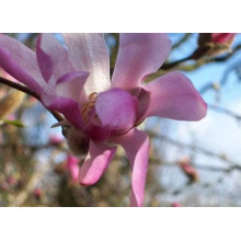 Магнолія Лебнера Леонард Мессел | Magnolia Loebneri Leonard Messel | Магнолия Лебнера Леонард Мессел