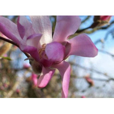 Магнолія Лебнера Леонард Мессел | Magnolia Loebneri Leonard Messel | Магнолия Лебнера Леонард Мессел