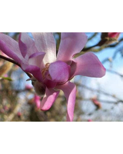 Магнолія Лебнера Леонард Мессел | Magnolia Loebneri Leonard Messel | Магнолия Лебнера Леонард Мессел