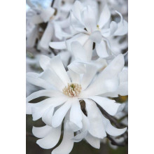 Магнолія зірчаста Роял Стар | Magnolia stellata Royal Star | Магнолия звездчатая Роял Стар