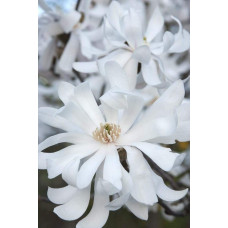 Магнолія зірчаста Роял Стар | Magnolia stellata Royal Star | Магнолия звездчатая Роял Стар