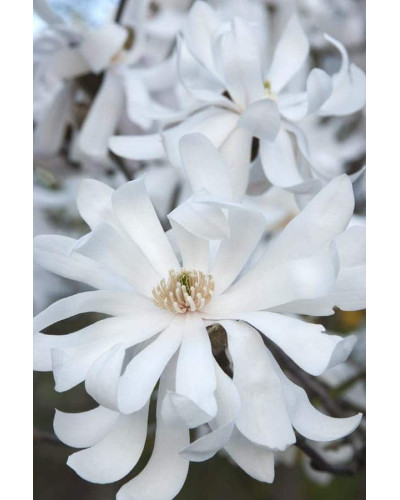 Магнолія зірчаста Роял Стар | Magnolia stellata Royal Star | Магнолия звездчатая Роял Стар