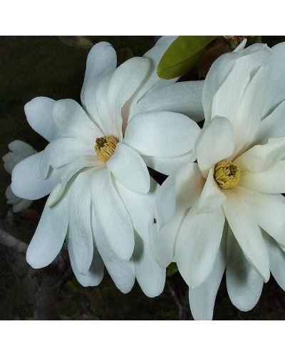 Магнолія зірчаста Роял Стар | Magnolia stellata Royal Star | Магнолия звездчатая Роял Стар