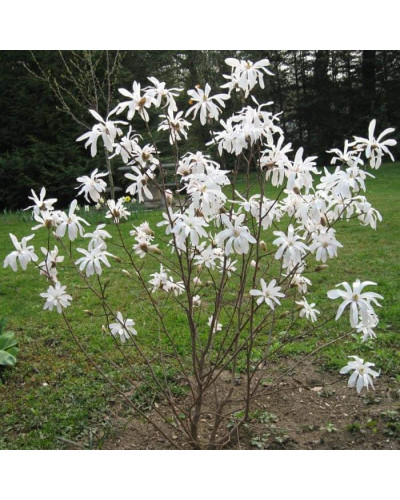 Магнолія зірчаста Роял Стар | Magnolia stellata Royal Star | Магнолия звездчатая Роял Стар