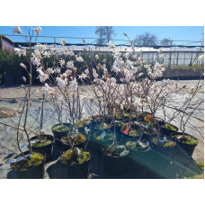 Магнолія зірчаста Роял Стар | Magnolia stellata Royal Star | Магнолия звездчатая Роял Стар
