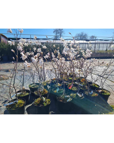Магнолія зірчаста Роял Стар | Magnolia stellata Royal Star | Магнолия звездчатая Роял Стар