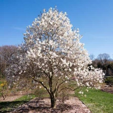 Магнолія зірчаста Роял Стар | Magnolia stellata Royal Star | Магнолия звездчатая Роял Стар