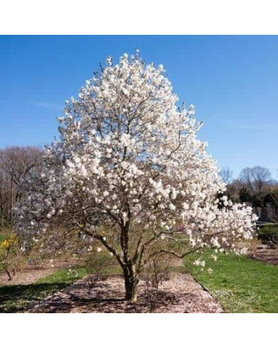 Магнолія зірчаста Роял Стар | Magnolia stellata Royal Star | Магнолия звездчатая Роял Стар