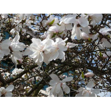 Магнолія зірчаста Роял Стар | Magnolia stellata Royal Star | Магнолия звездчатая Роял Стар