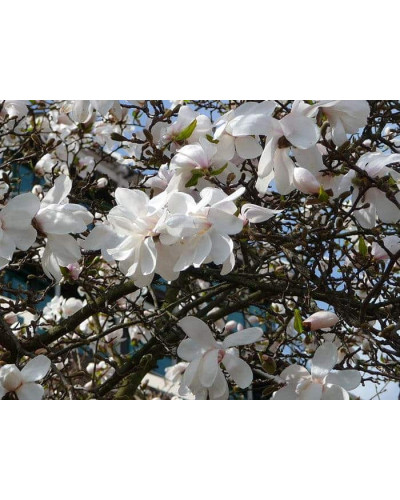 Магнолія зірчаста Роял Стар | Magnolia stellata Royal Star | Магнолия звездчатая Роял Стар