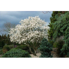 Магнолія зірчаста Роял Стар | Magnolia stellata Royal Star | Магнолия звездчатая Роял Стар