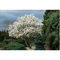 Магнолія зірчаста Роял Стар | Magnolia stellata Royal Star | Магнолия звездчатая Роял Стар