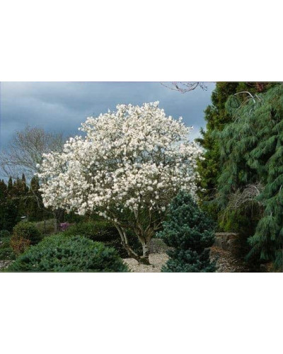 Магнолія зірчаста Роял Стар | Magnolia stellata Royal Star | Магнолия звездчатая Роял Стар