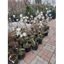 Магнолія зірчаста Роял Стар | Magnolia stellata Royal Star | Магнолия звездчатая Роял Стар