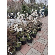 Магнолія зірчаста Роял Стар | Magnolia stellata Royal Star | Магнолия звездчатая Роял Стар