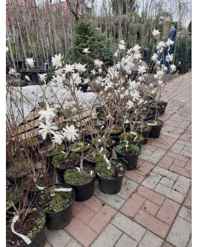 Магнолія зірчаста Роял Стар | Magnolia stellata Royal Star | Магнолия звездчатая Роял Стар