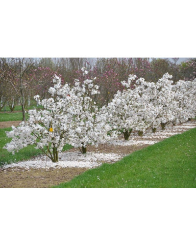 Магнолія зірчаста Роял Стар | Magnolia stellata Royal Star | Магнолия звездчатая Роял Стар