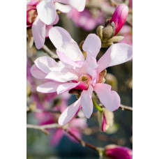 Магнолія зірчаста Розеа | Magnolia stellata Rosea | Магнолия звездчатая Розеа