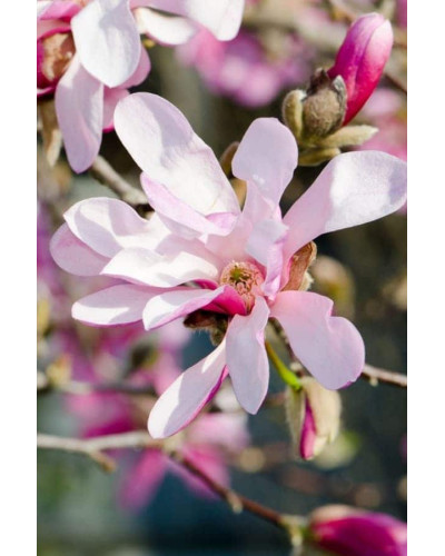 Магнолія зірчаста Розеа | Magnolia stellata Rosea | Магнолия звездчатая Розеа