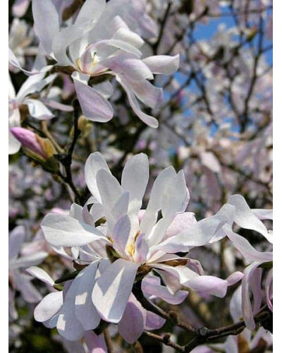 Магнолія зірчаста Розеа | Magnolia stellata Rosea | Магнолия звездчатая Розеа