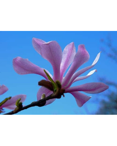 Магнолія зірчаста Розеа | Magnolia stellata Rosea | Магнолия звездчатая Розеа