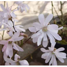 Магнолія зірчаста Розеа | Magnolia stellata Rosea | Магнолия звездчатая Розеа