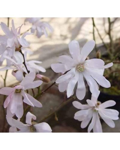 Магнолія зірчаста Розеа | Magnolia stellata Rosea | Магнолия звездчатая Розеа