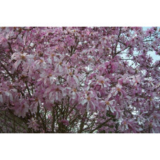 Магнолія зірчаста Розеа | Magnolia stellata Rosea | Магнолия звездчатая Розеа