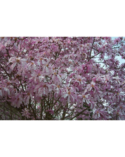 Магнолія зірчаста Розеа | Magnolia stellata Rosea | Магнолия звездчатая Розеа