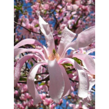 Магнолія зірчаста Розеа | Magnolia stellata Rosea | Магнолия звездчатая Розеа